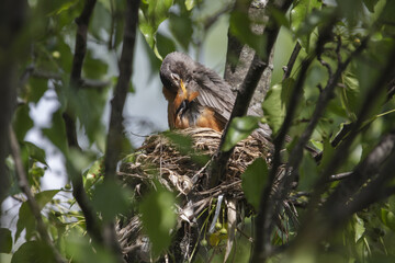 3 Chicks in a nest, backyard wildlife.