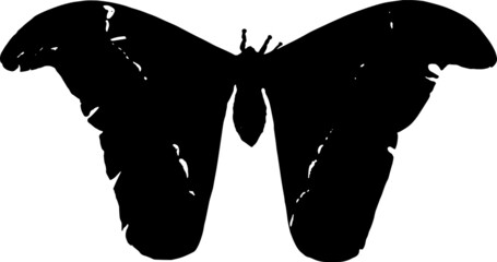 butterfly silhouette vector