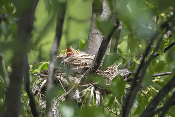 Chicks in nest with parents, open eyes, closed eyes