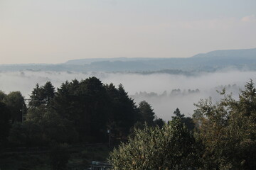 Amanecer brumoso en el bosque