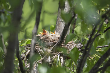 Chicks in nest with parents, open eyes, closed eyes