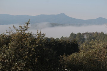 Amanecer brumoso en el bosque