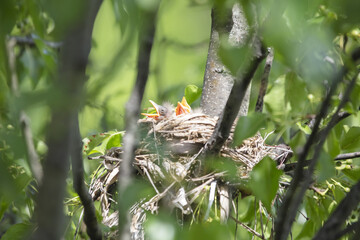 Chicks in nest with parents, open eyes, closed eyes