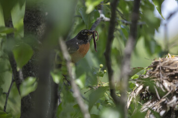 Chicks in nest with parents, open eyes, closed eyes