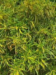 green and yellow leaves background