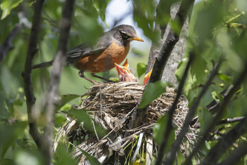 Chicks in nest with parents, open eyes, closed eyes