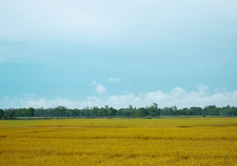 Yellow field and sky