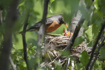Chicks in nest with parents, open eyes, closed eyes