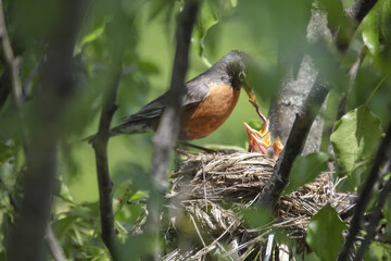 Chicks in nest with parents, open eyes, closed eyes