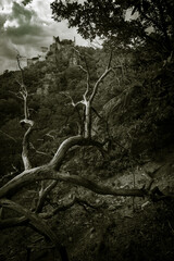 Angriff des Astmonsters