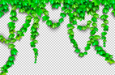 Natural realistic 3d green grape leaf, ivy wall isolated on transparent background. Eco modern style, can be used on flyers, banners web. Nature wallpaper fresh green leaf plant. Vector illustration. 