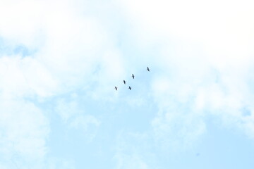 Birds flying in a sketchy patch.  What are they doing?  Wait, that was just a spot on my screen.  They look alright.  For birds I guess.  Clouds out there too right?