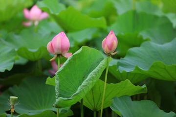 Obraz na płótnie Canvas Chinese Lotus in the Park