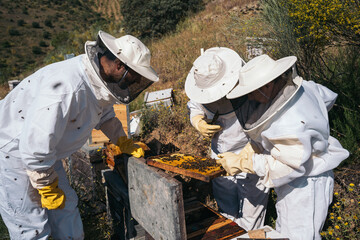 Beekeepers working to collect honey. Organic beekeeping concept.