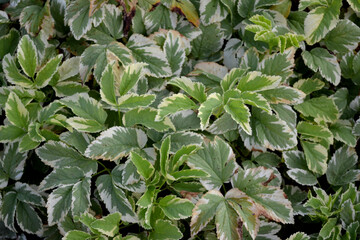 Bundle of Colorful Leaves