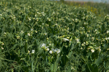Blooming pea field. Plants with white flowers, green field background. Rural life, organic products, farming concept. Copy space.