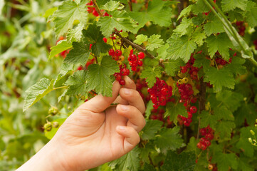 Child's hand picks ripe red currant berries in the home garden on sunny summer evening. Happy healthy childhood in the countryside, harvesting, assistance in gardening. Organic products, copy space.
