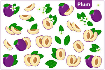 Set of vector cartoon illustrations with Plum exotic fruits, flowers and leaves isolated on white background