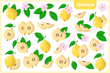 Set of vector cartoon illustrations with Quince exotic fruits, flowers and leaves isolated on white background