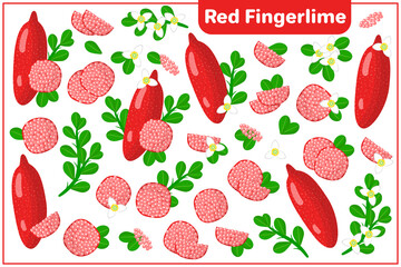 Set of vector cartoon illustrations with Red Fingerlime exotic fruits, flowers and leaves isolated on white background