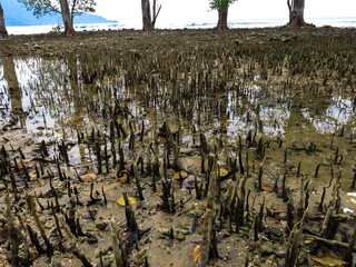 The stilt root at small mangrove area in Tioman island, Malaysia