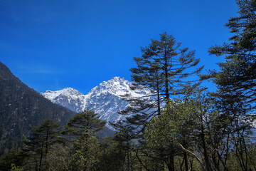Fototapeta na wymiar Beautiful scenic image of the Himalayan range as seen from Yumthang valley in Sikkim, India
