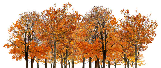 large group of gold  autumn maple trees isoalted on white