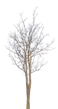 winter brown tree with bare dense branches