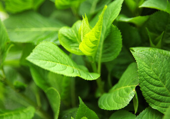 green leaf background