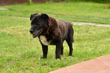 pies © Krzysztof  Jaworski