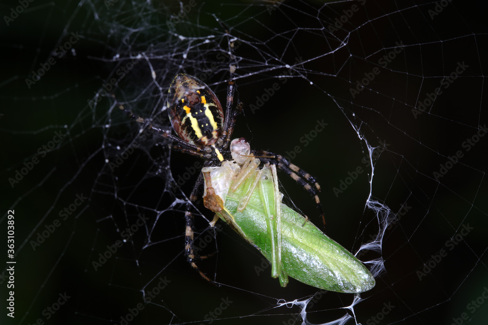 Canvas Prints Spiders in the wild