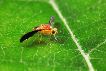 Fruiting flies in the wild
