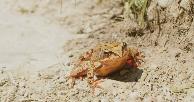 A common frog (Rana temporaria) on dry soil on a summer day.
