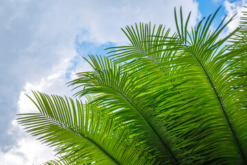 The palm leaves look very beautiful.