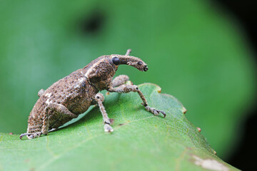 weevils inhabit nature