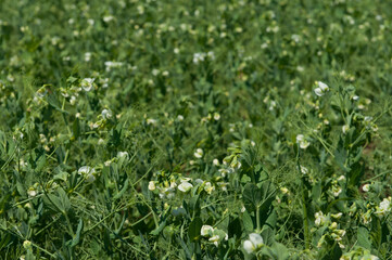 Blooming pea field. Plants with white flowers, green field background. Rural life, organic products, farming concept. Copy space.