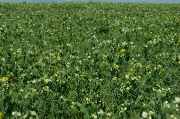 Blooming pea field. Plants with white flowers, green field background. Rural life, organic products, farming concept. Copy space.