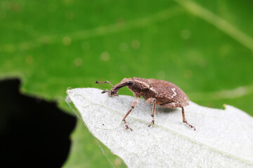 weevils inhabit nature