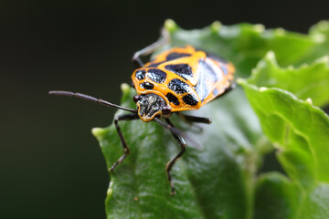 stink bug insects on plants