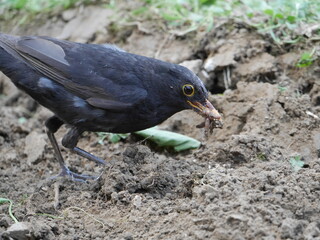 thrush