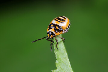 stink bug insects on plants
