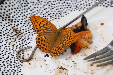 Papillon Tabac d'Espagne