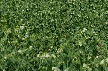 Blooming pea field. Plants with white flowers, green field background. Rural life, organic products, farming concept. Copy space.