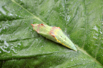 chrysalis of common cabbage worm on green leaves