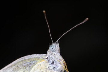 Close-up of the Head of Vegetable Butterfly