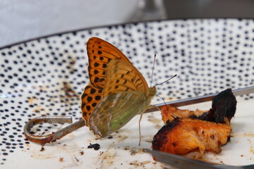 Papillon Tabac d'Espagne