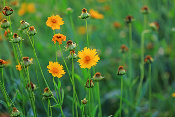Coreopsis blossoms in a park