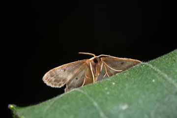 Moth insects on green leaves