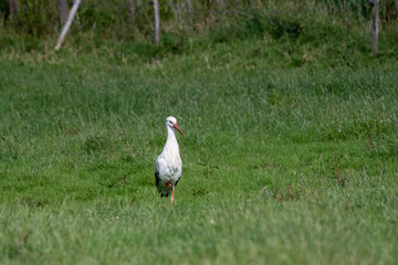white stork, front view, standing on one leg
