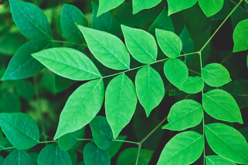 Fresh green leaves texture for background, close-up.